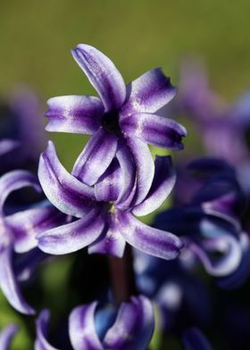 Hyacinthus orientali print