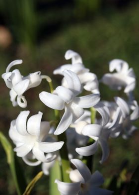 Hyacinthus orientali print