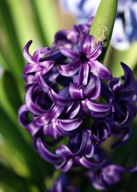 Hyacinthus flower modern