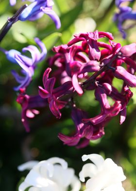 Hyacinthus flower modern