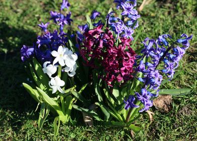 Hyacinthus orientali print