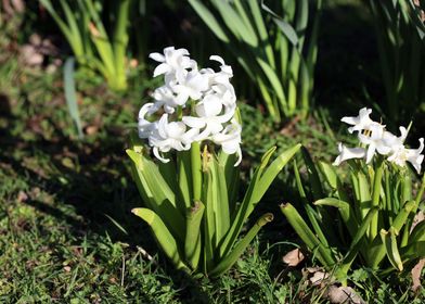 Hyacinthus orientali print