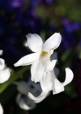 Hyacinthus orientali print