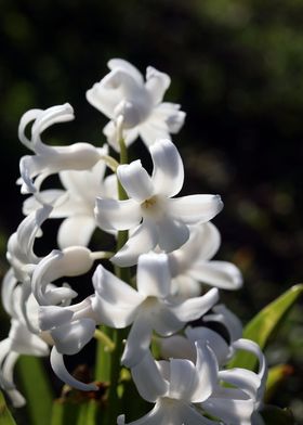 Hyacinthus orientali print