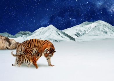 Tigers in the mountains