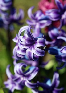 Hyacinthus orientali print