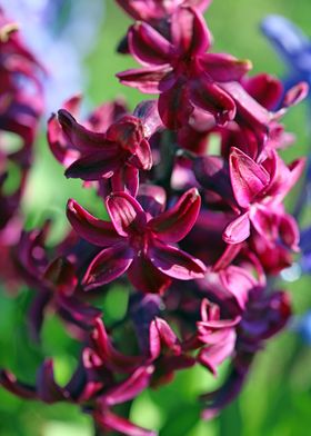 Hyacinthus orientali print