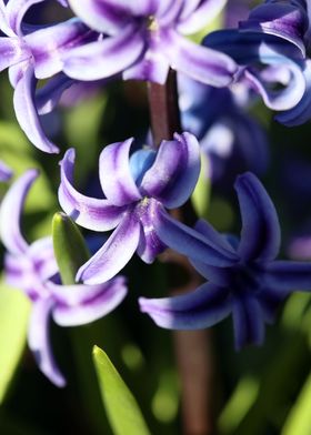 Hyacinthus flower modern