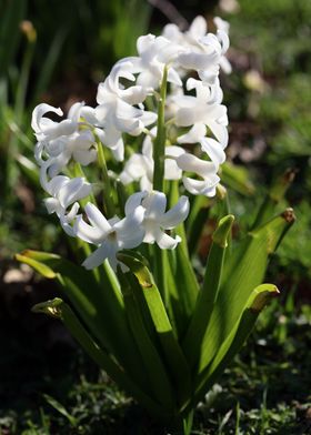 Hyacinthus orientali print