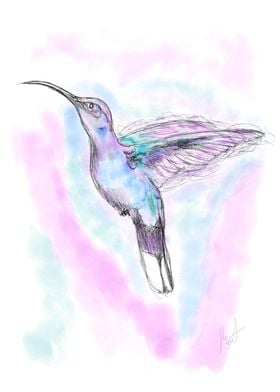 Hummingbird Sketch