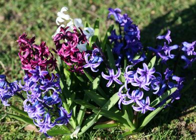 Hyacinthus flower modern
