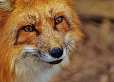 Red Fox