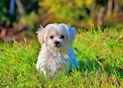 Dog in a field