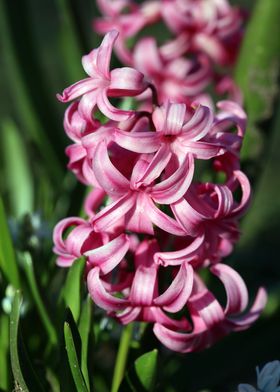 Hyacinthus orientalis L