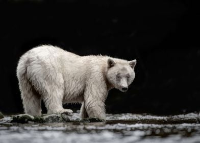 Spirit Bear