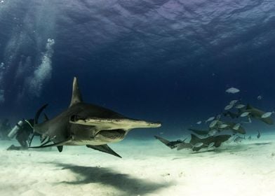 Great Hammerhead