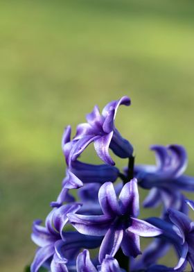Hyacintus flower close up