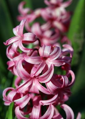 Hyacinthus orientalis L