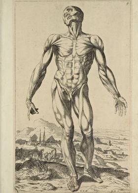 print of Human Anatomy