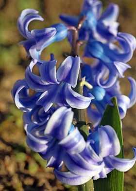 Hyacintus flower close up