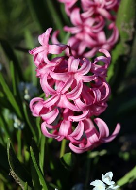 Hyacinthus orientalis L