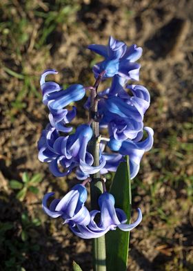 Hyacintus flower close up