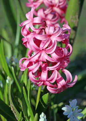 Hyacinthus orientalis L