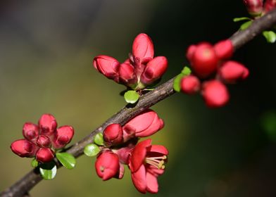 Spring Flower