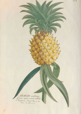 Copperplate pineapple art