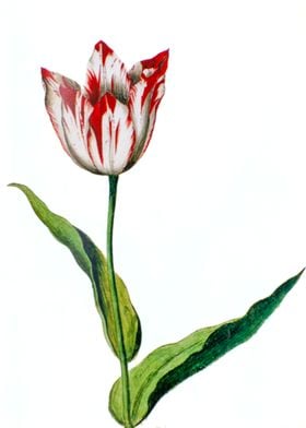 17th century Tulip color