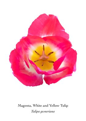 Magenta Tricolor Tulip