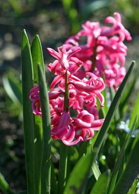 Hyacintus flower close up