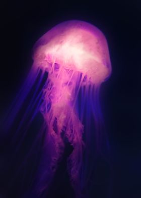 Jellyfish Space