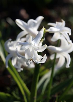 Hyacinthus orientalis L