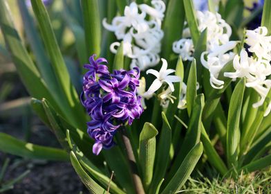 Hyacinthus orientalis L
