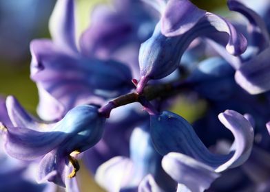 Hyacintus flower close up