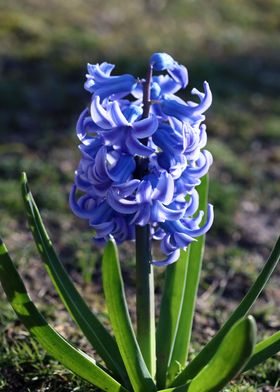 Hyacinthus orientalis L