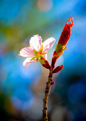 Sakura Flower And Sunlight