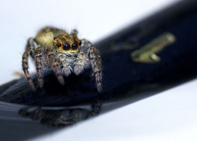 Jumping Spider and water