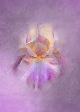 A beautiful Purple Iris