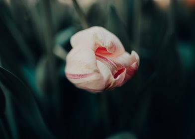 Lonely Tulip