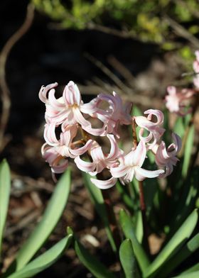 Hyacinthus orientalis