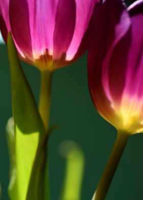 Tulip