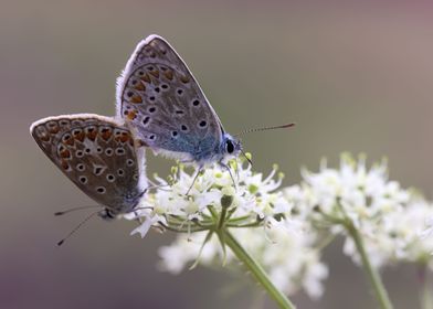 Butterflys coupling