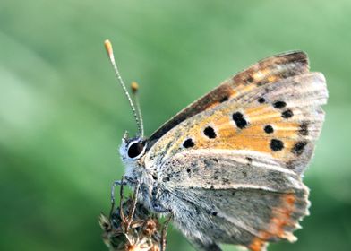 Butterfly on tree