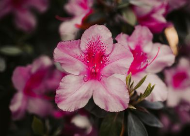 Pink Spring Flowers