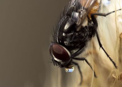 Fly drinking water