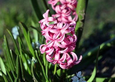 Hyacinthus orientalis