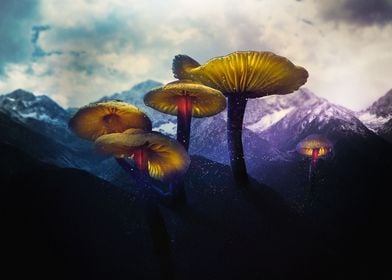 Mushrooms