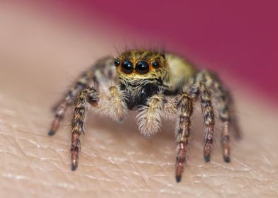 Jumping Spider on hand